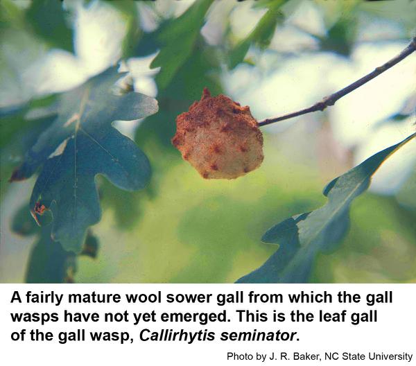 Wool sower gall